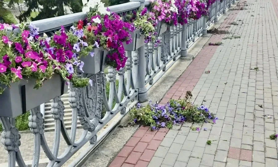 В Орле на Александровском мосту вандалы вырвали и разбросали цветы