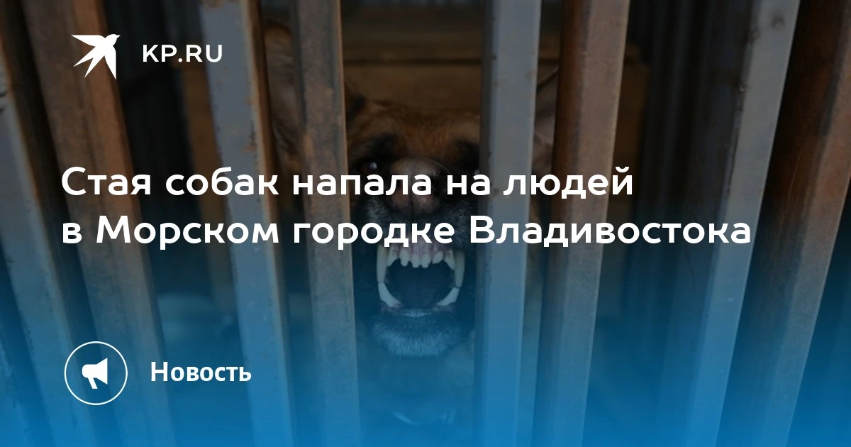 Стая собак напала на прохожих в Морском городке Владивостока