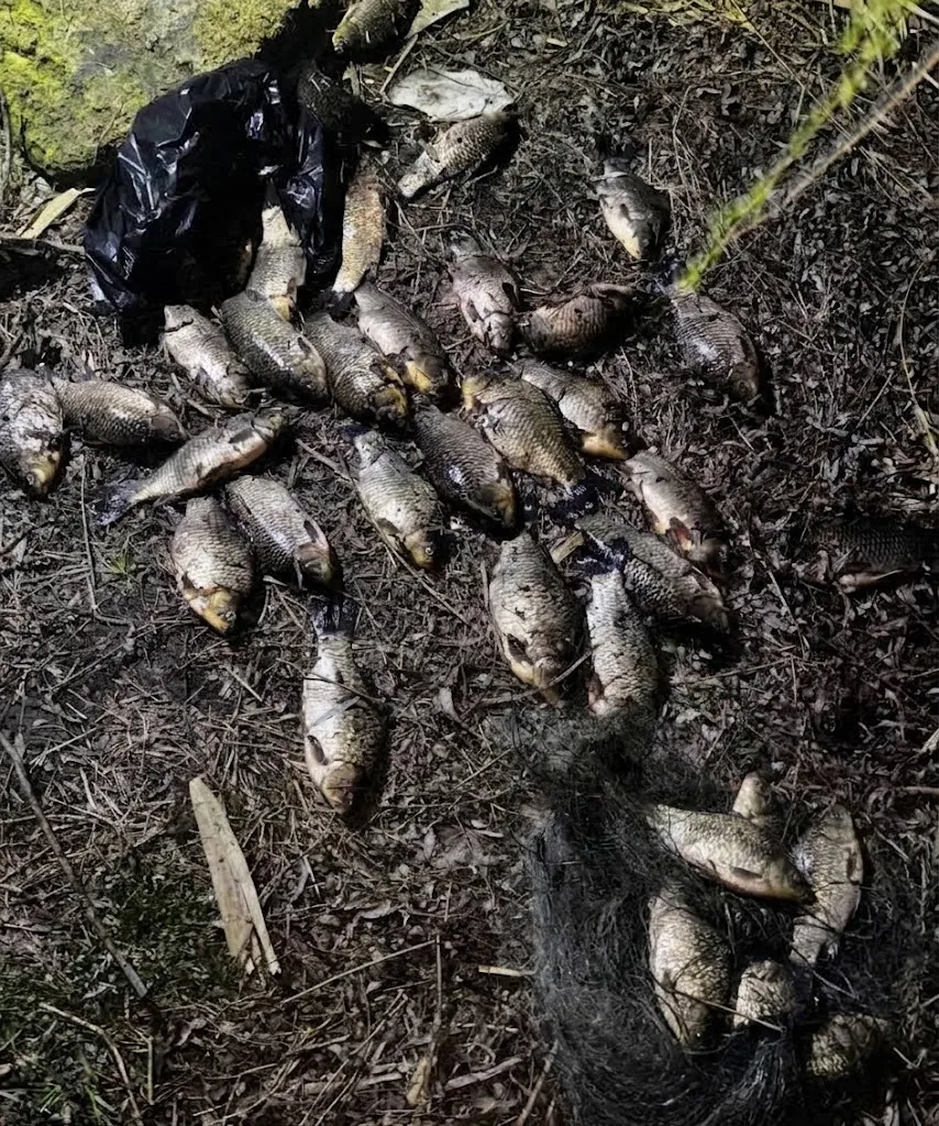 🎣 30 карасей и уголовное дело: жителю Переясловской грозит наказание за незаконную рыб...