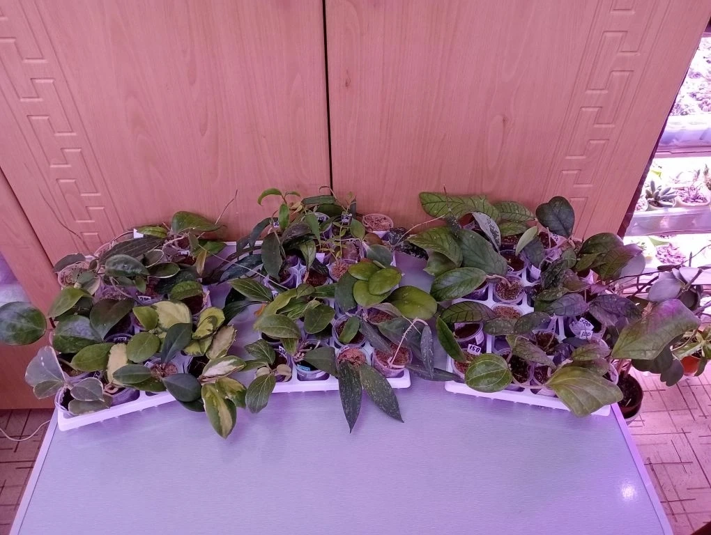 Наша группа Цветочный форум снова в Энгельсе!🍀🌵🪴🌿