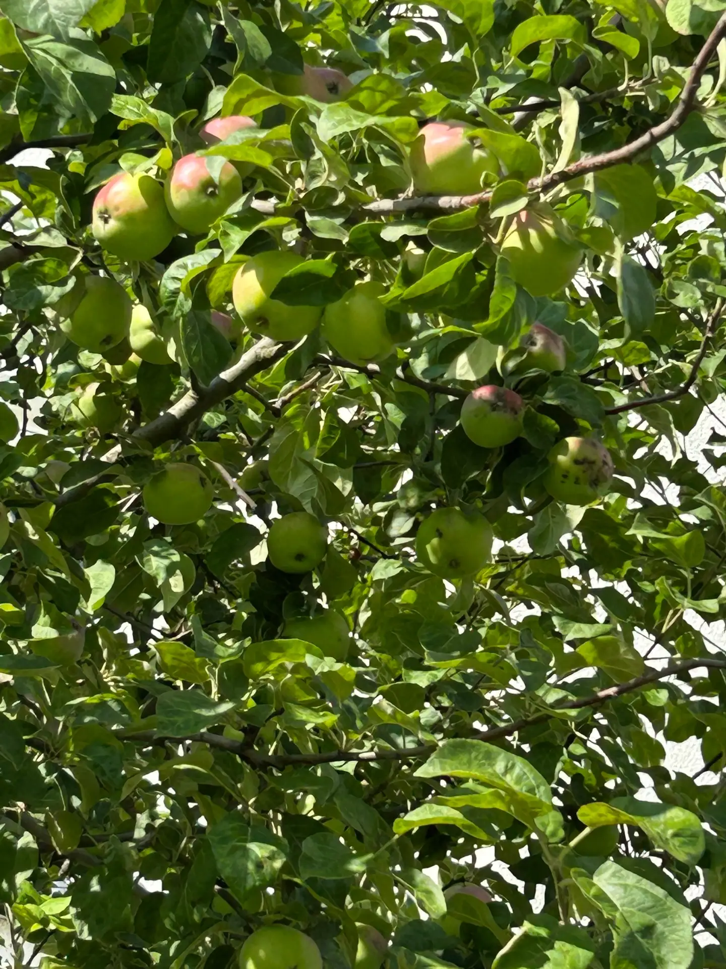 Наливные яблочки в Юнтолово

🌱 Юнтолово в MAX
