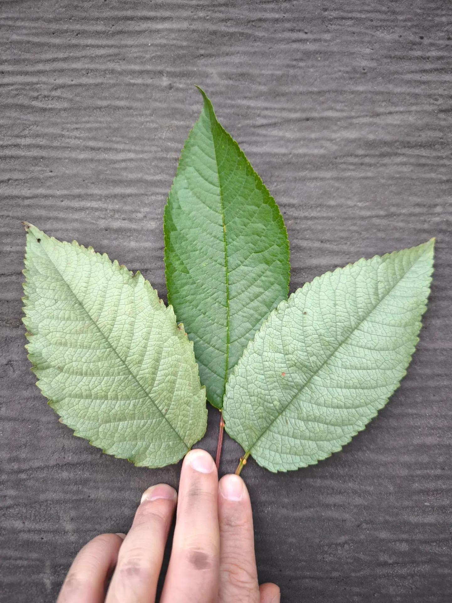 Млечный блеск косточковых, или silver leaf, — вирус, гриб или комплекс факторов?