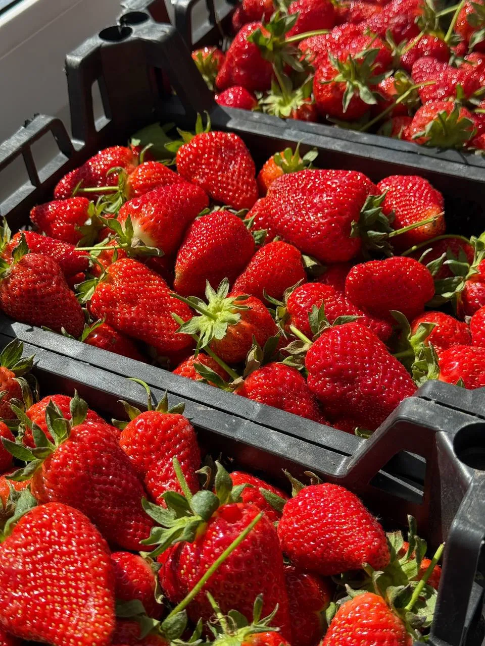У нас снова свежая поставка клубники 🍓