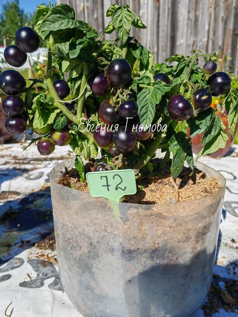 МИКРОГНОМЫ В ПИВНЫХ КЕГАХ🍅🪴

Выполола, обрезала нижние листья. 
После дождя сидят свежие , бодрые.