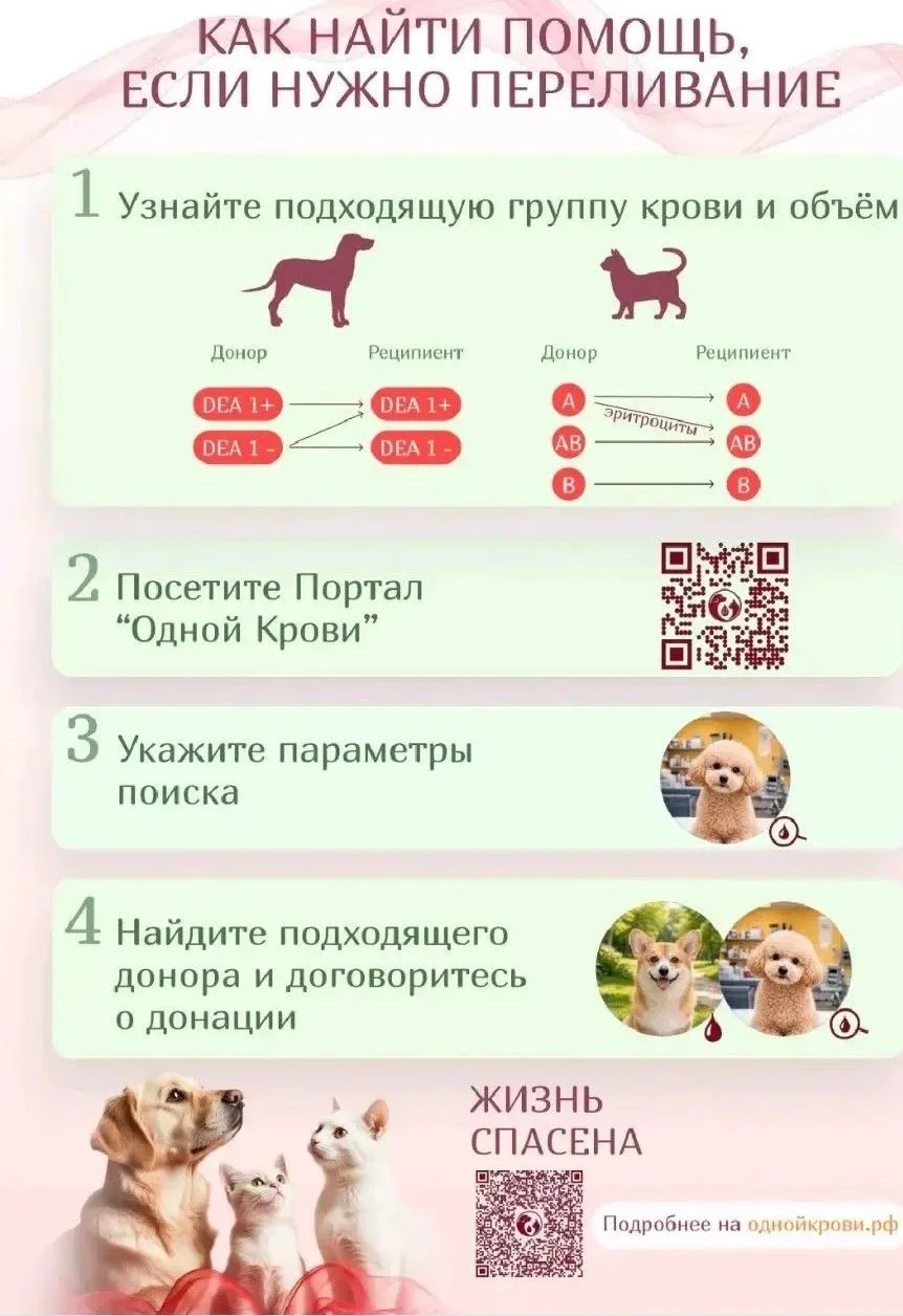 ❤️‍🩹Автономная некоммерческая организация «Единый портал повышения доступности ветерин...