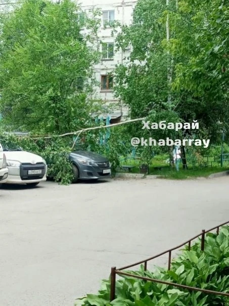 🌳 Дерево рухнуло на припаркованный автомобиль