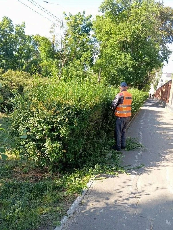 В Мариуполе коммунальщики обновляют живые изгороди.