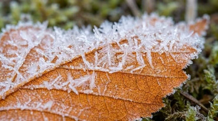 Ночные заморозки: до минус 5°C в Москве и Подмосковье