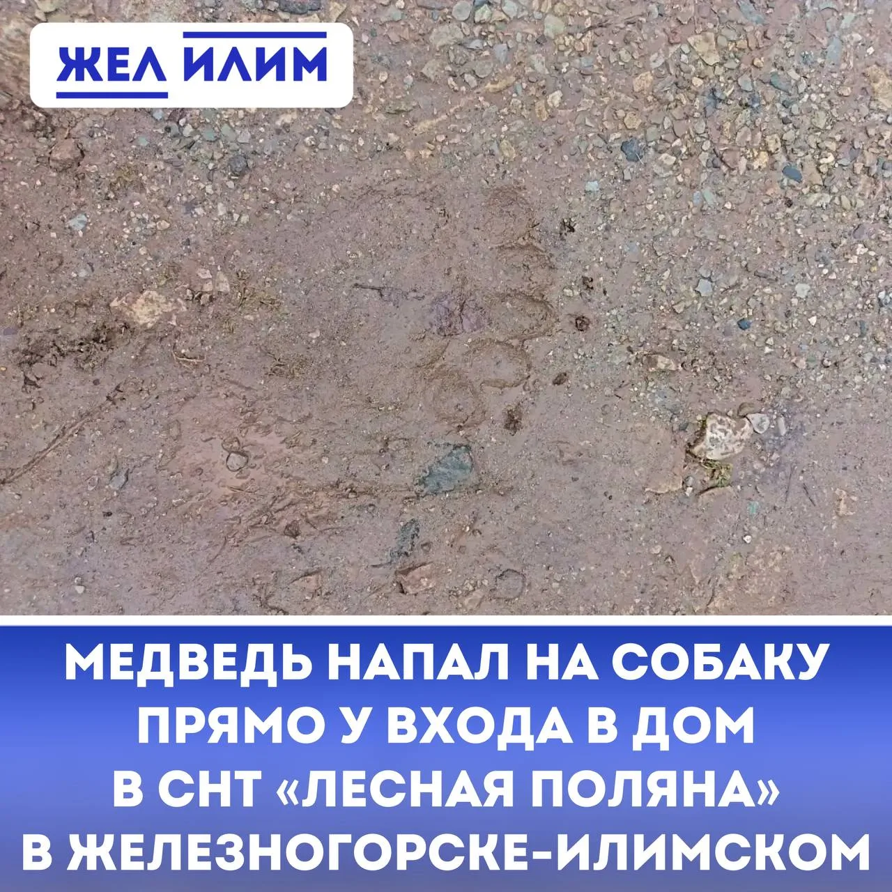 🐻 Медведь напал на собаку прямо у входа в дом в СНТ «Лесная поляна» в Железногорске-Ил...