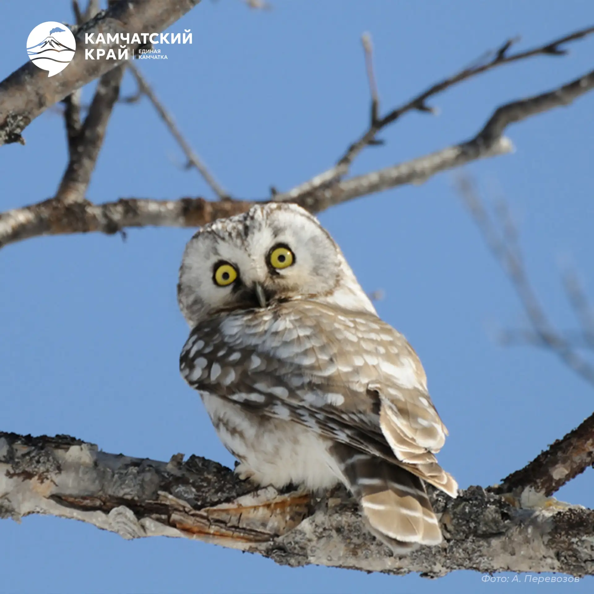 🦉 Мохноногий сыч — миниатюрный хищник с пушистыми «штанишками» на лапах и круглыми жёлтыми глазами.