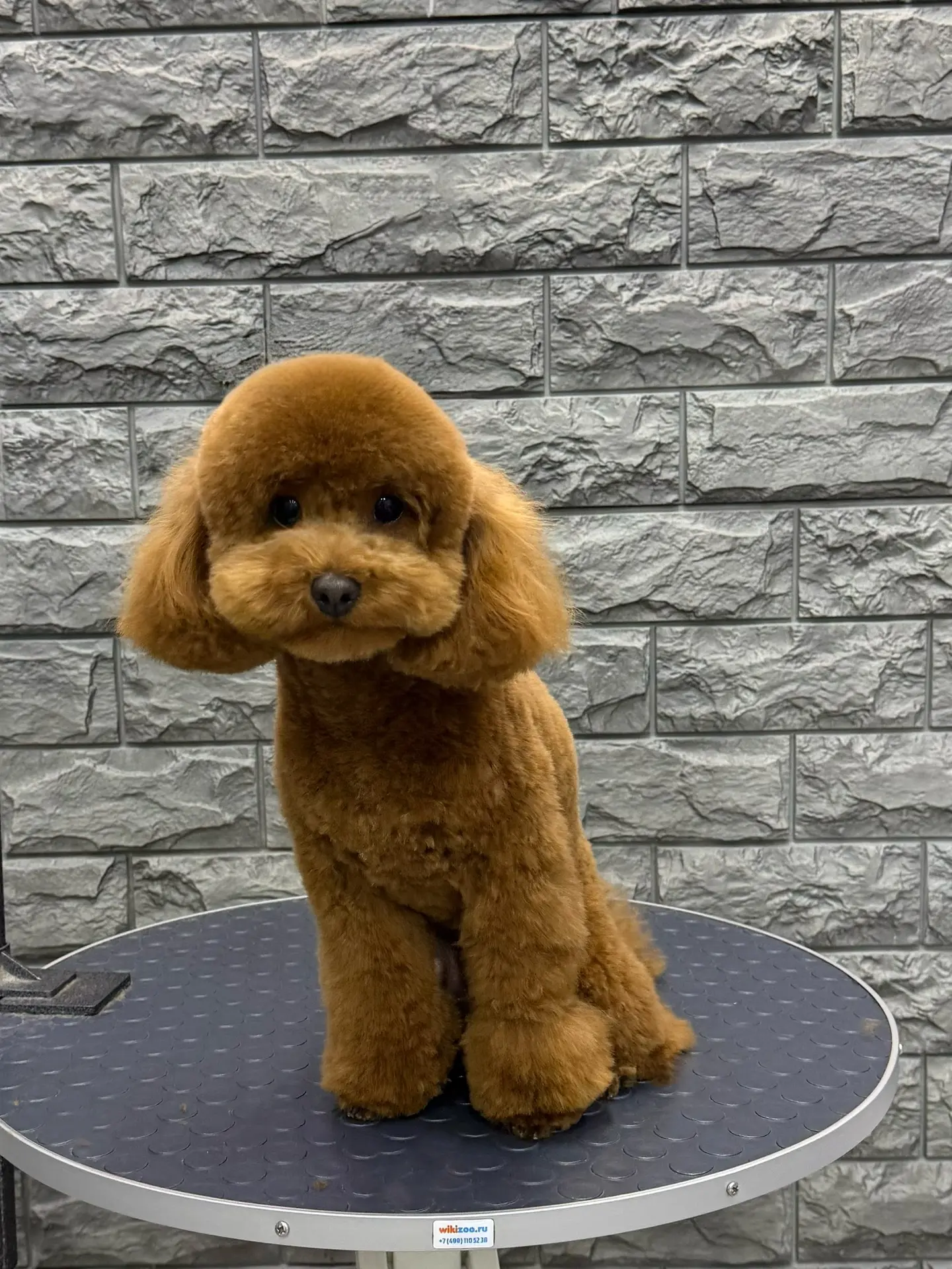 Той пудель Тедди 🧸