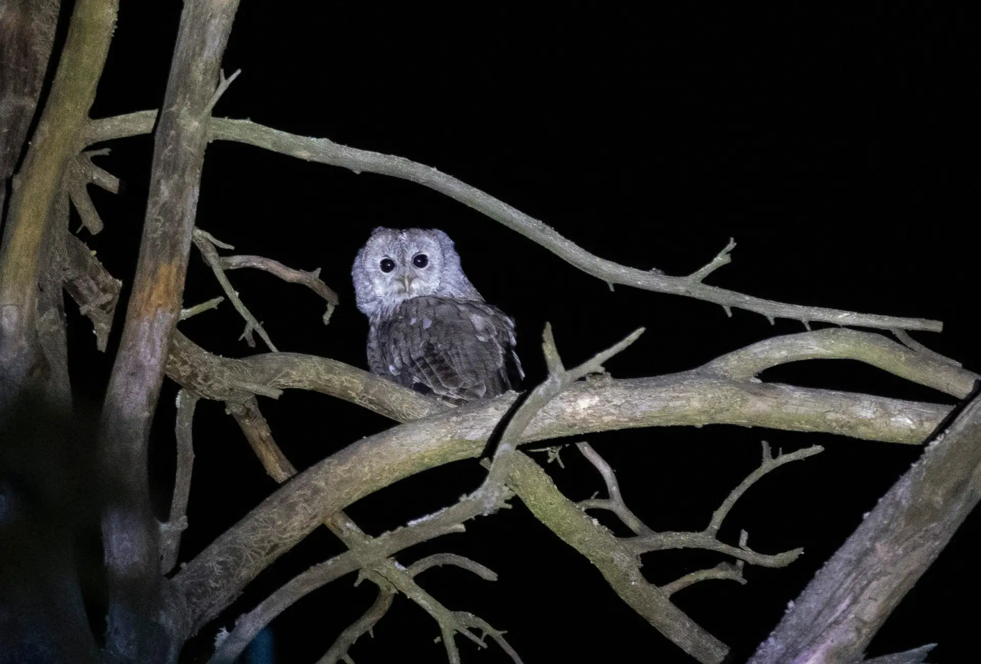 🦉Серая неясыть - как ее вятские орнитологи чуть ужина не лишили
