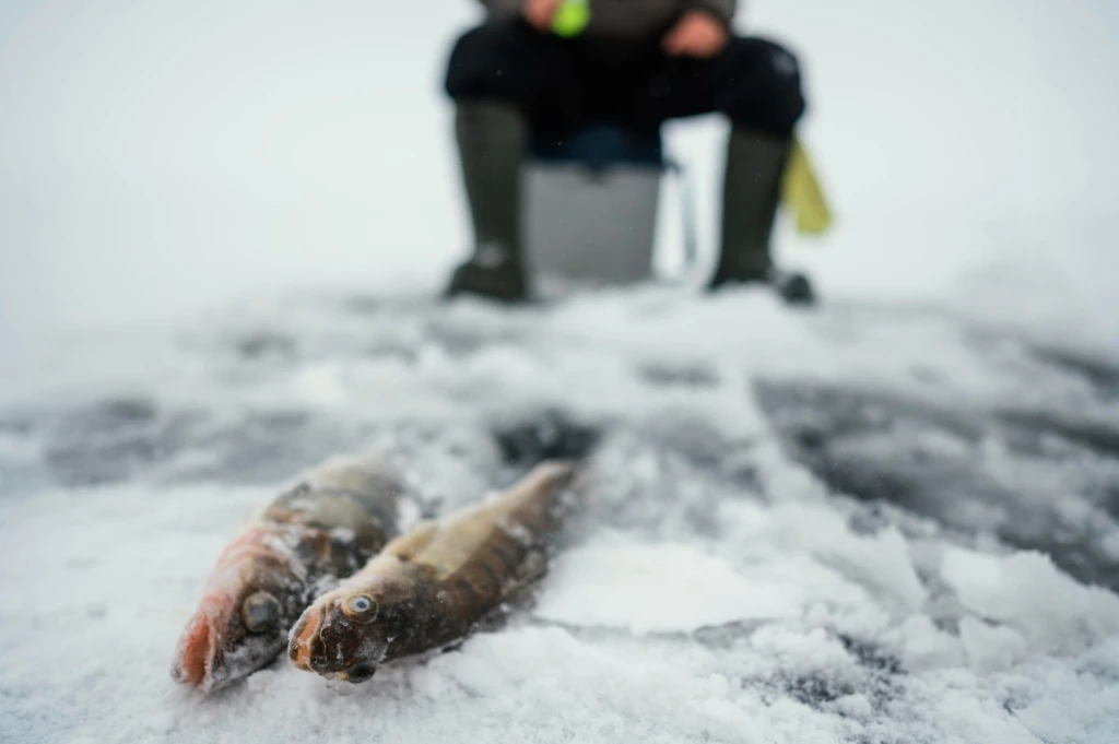 🐟 В Нижегородской области запретили ловить рыбу на зимовальных ямах