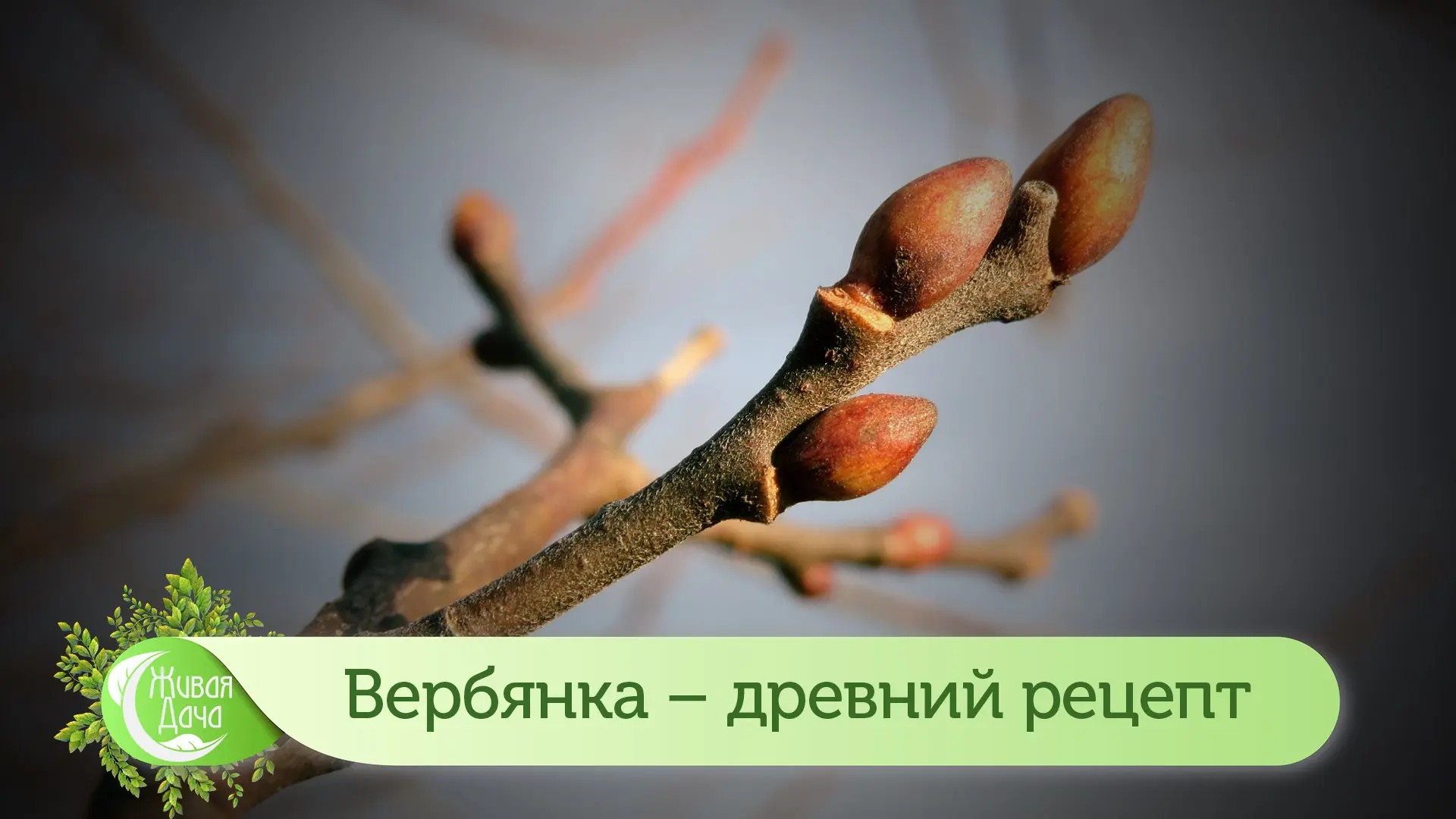 Вербянка – древний рецепт