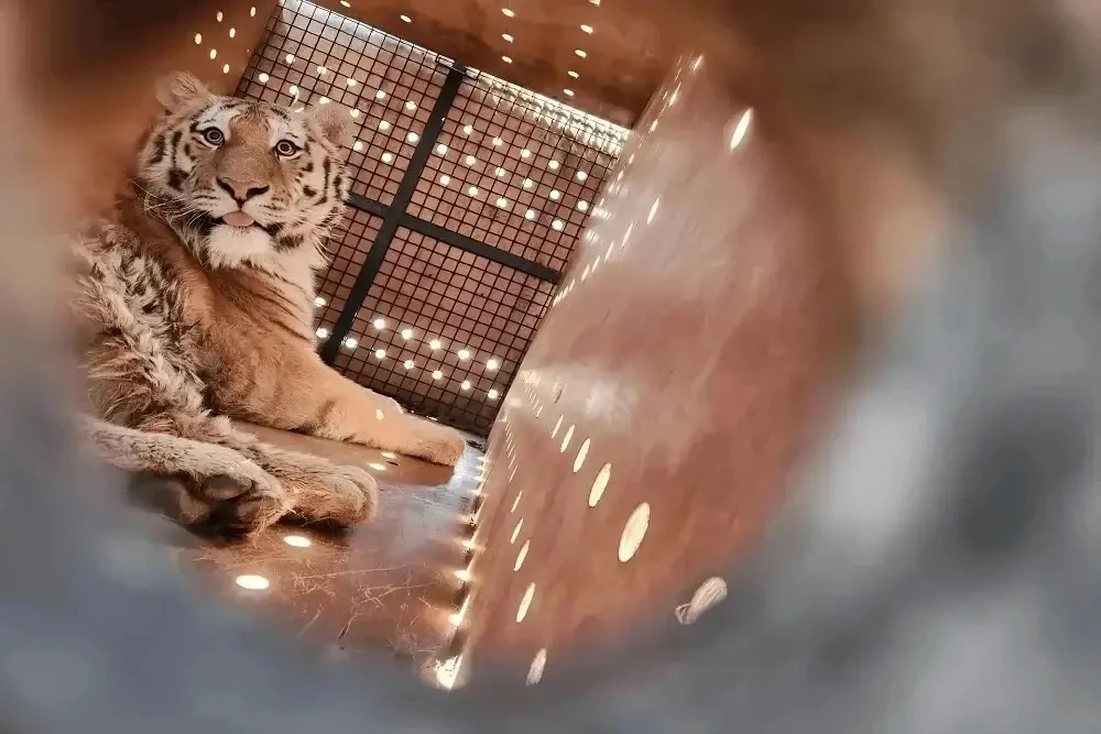 🐅Четырёх «выпавших из обоймы» амурских тигров отправили в Казахстан

Эндемиков из Хабаровского края