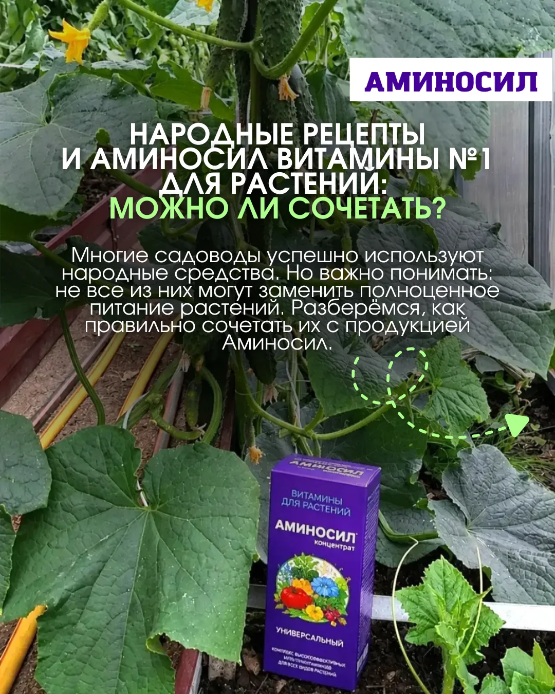 🌿 Народные рецепты и Аминосил витамины №1 для растений: можно ли сочетать?
Смотри на фото 👆

🌱 На