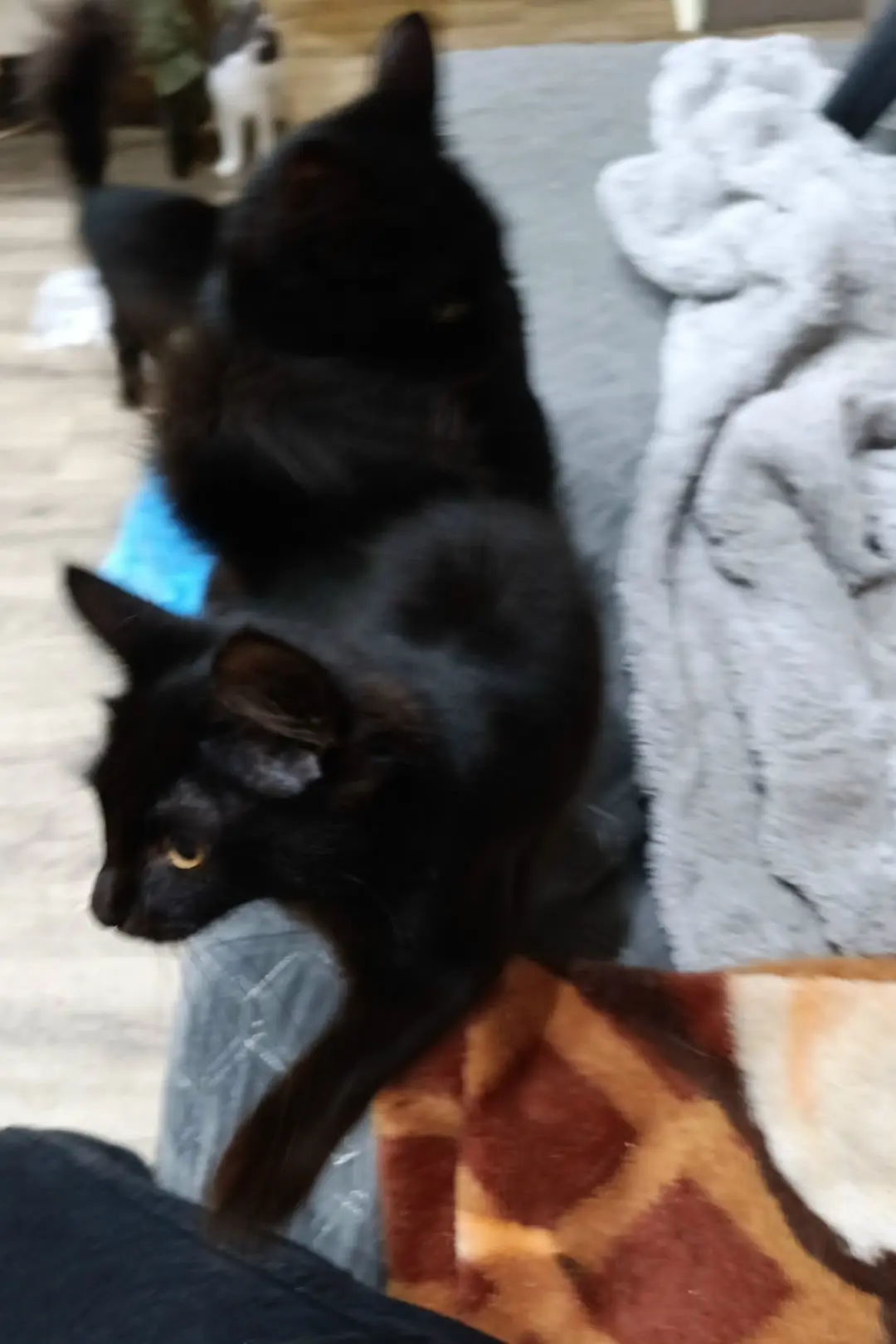 Отдам котят