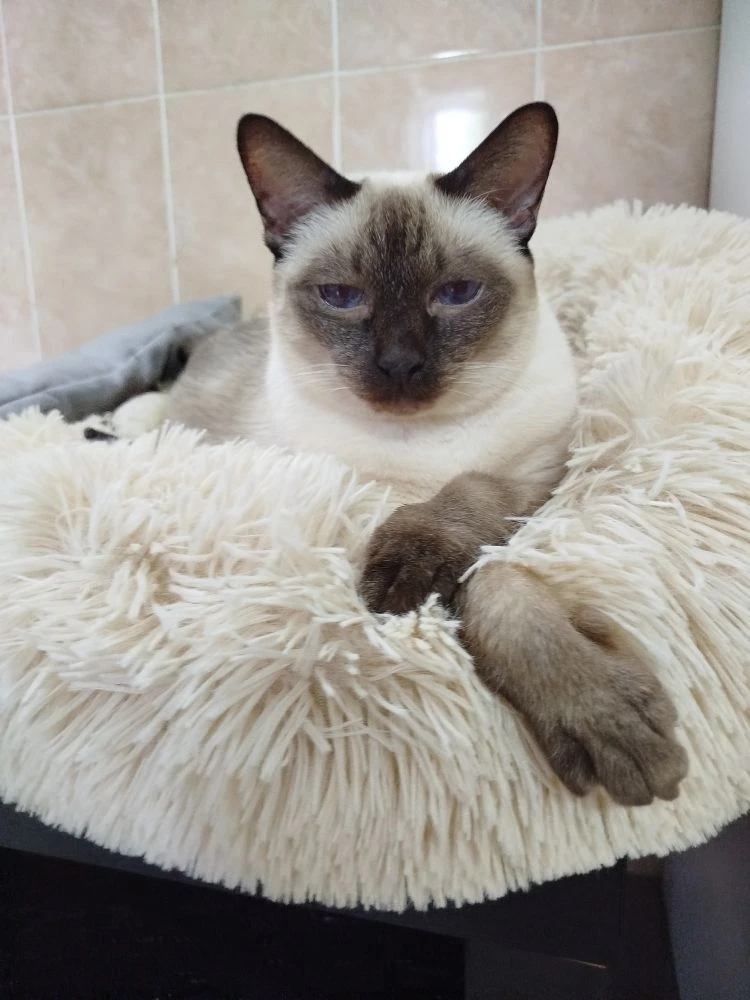Кот Морсик живёт в Островке🩷