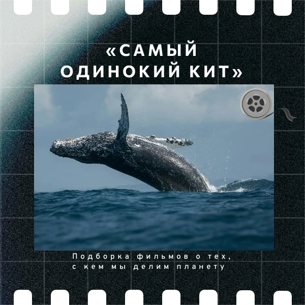 4 октября отмечается Всемирный день защиты животных 🐾 Собрали фильмы о тех, с кем мы д...