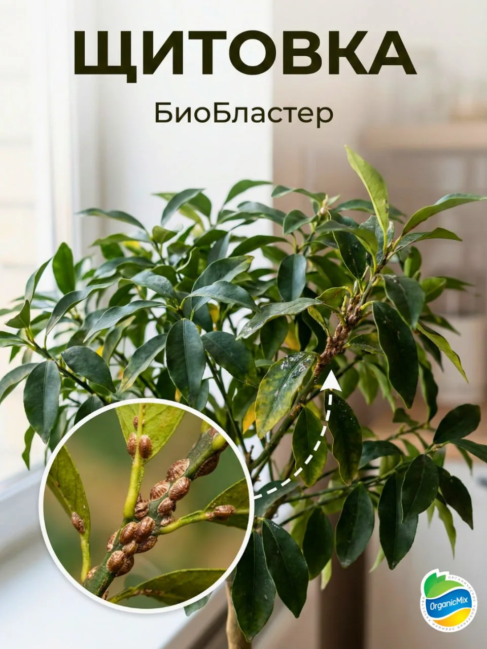 ДОМАШНЯЯ АПТЕЧКА ДЛЯ ЦВЕТОВ: БЕЗОПАСНО ДЛЯ ДЕТЕЙ И ЖИВОТНЫХ 🌿  Зимой нам так хочется сохранить кусоч