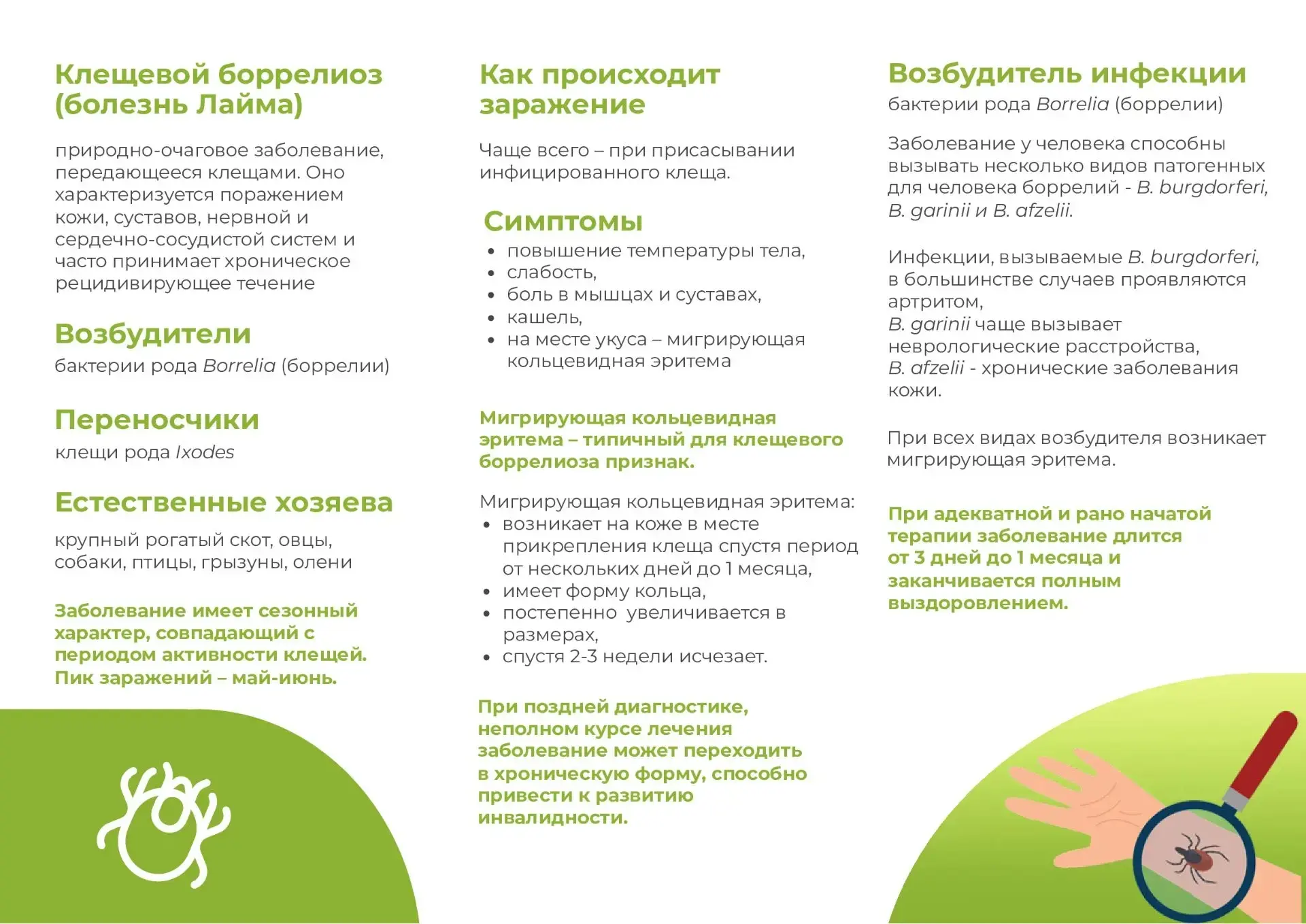 Внимание! Информация о клещевом энцефалите.