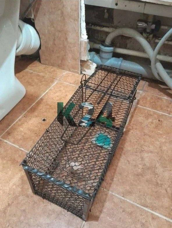 Крысы вылезают из унитазов: жильцы красноярской многоэтажки полгода воюют с грызунами