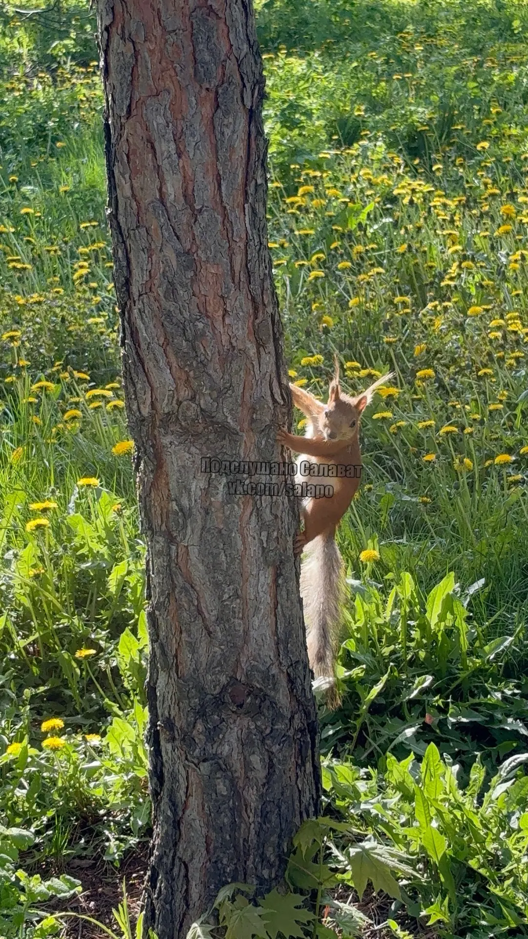 Белочка в городском  парке 🐿️  Подписаться на Подслушано Салават