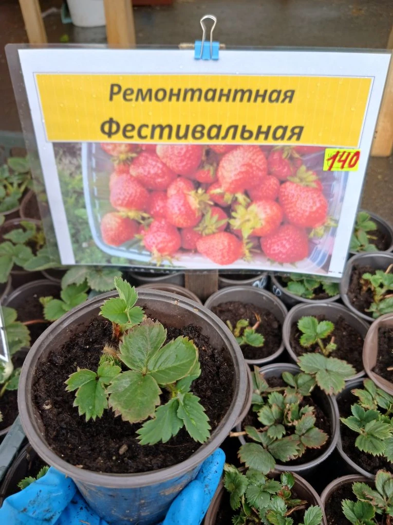 Успейте купить нашу Сибирскую клубничку, количество ограничено.
