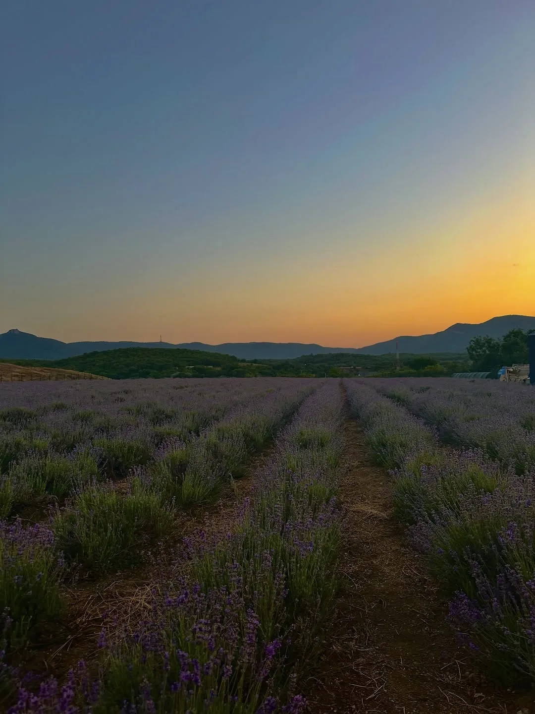 Лавандовое поле в Крыму 🥰