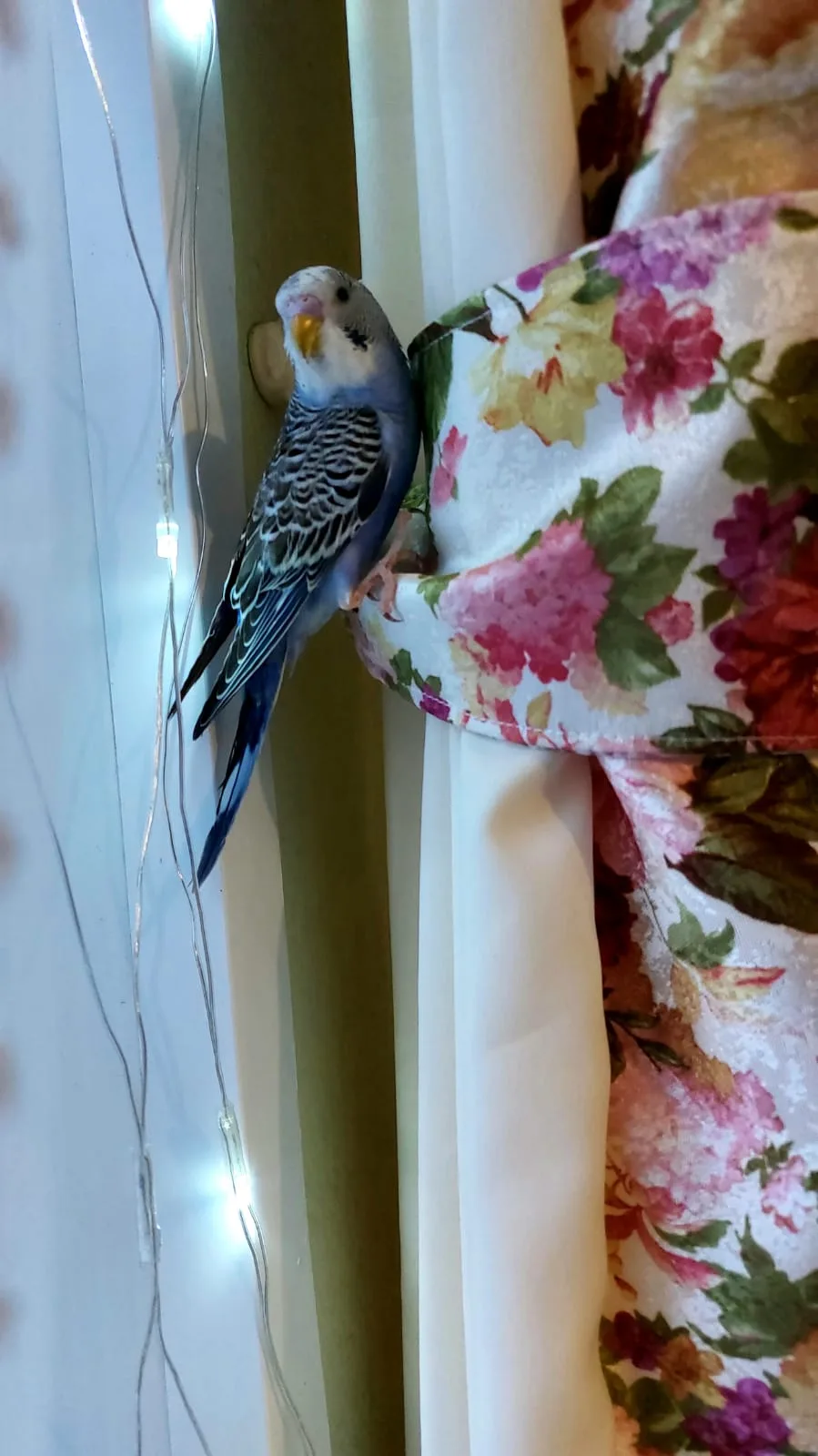 Наш пернатый друг – Лунтик!🦜