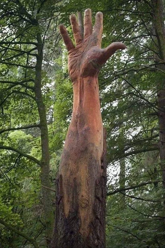 Дай пять! 🖐️ 

Самое высокое дерево в Уэльсе было повреждено ураганом и должно было быть срублено. 