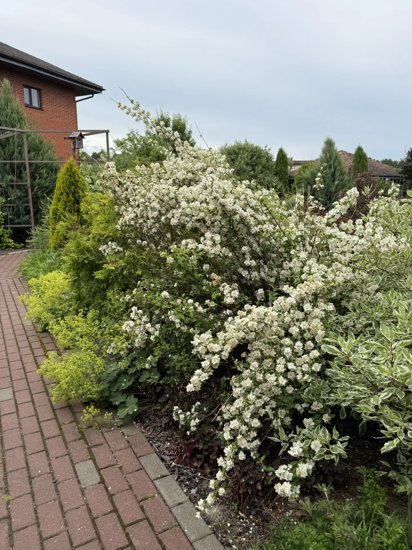 Чубушник венечный Необычный, Philadelphus coronarius ‘Neobychnyi’. Девять лет в саду. Р...