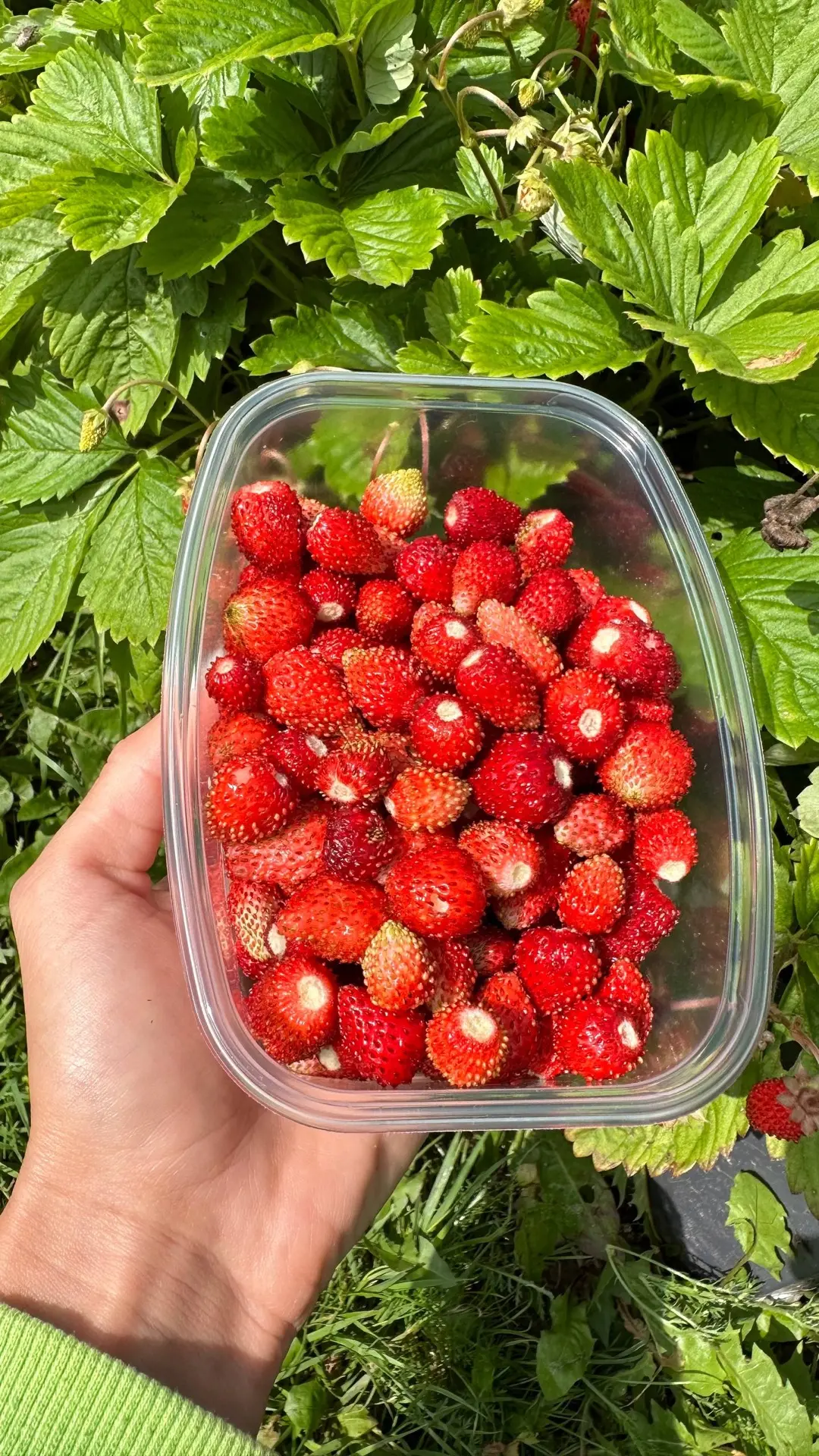 🍓Уход за клубникой весной🍓⁣⁣⠀⁣⁣⠀⁣⁣⠀