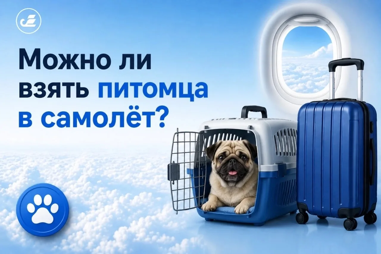 ❓ Берёте с собой питомца в самолёт?