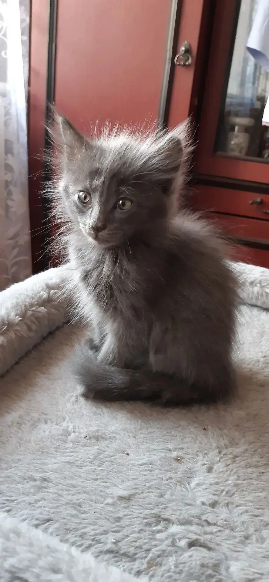 Отдаем котят в добрые руки. Возраст 2,5 месяца. Кушают всё, к лотку приучены. Активные,...