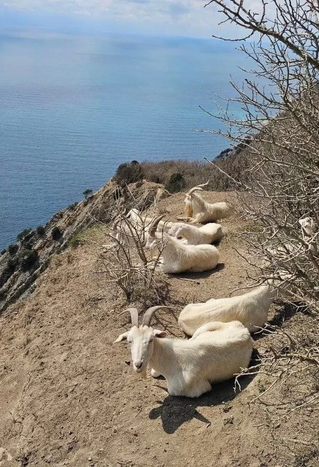 🌞 Даже козы знают, где лучше всего отдыхать — в Супсехе 😀🙃    Под ласковым солнцем, у самого моря, с