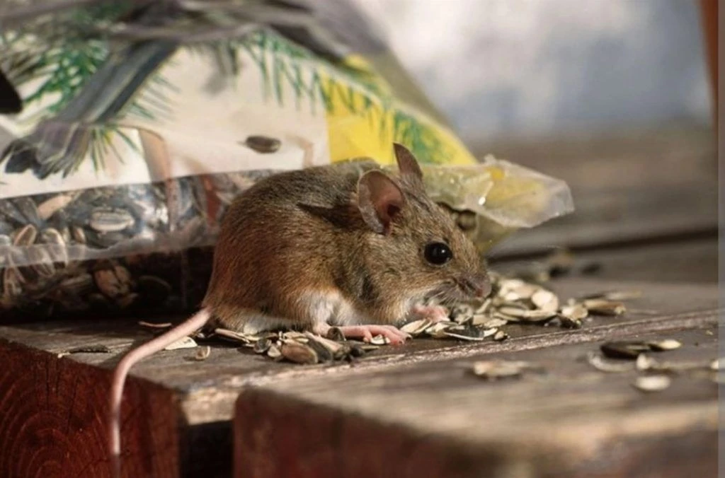 🐭 Геморрагическая лихорадка с почечным синдромом (ГЛПС): памятка для населения