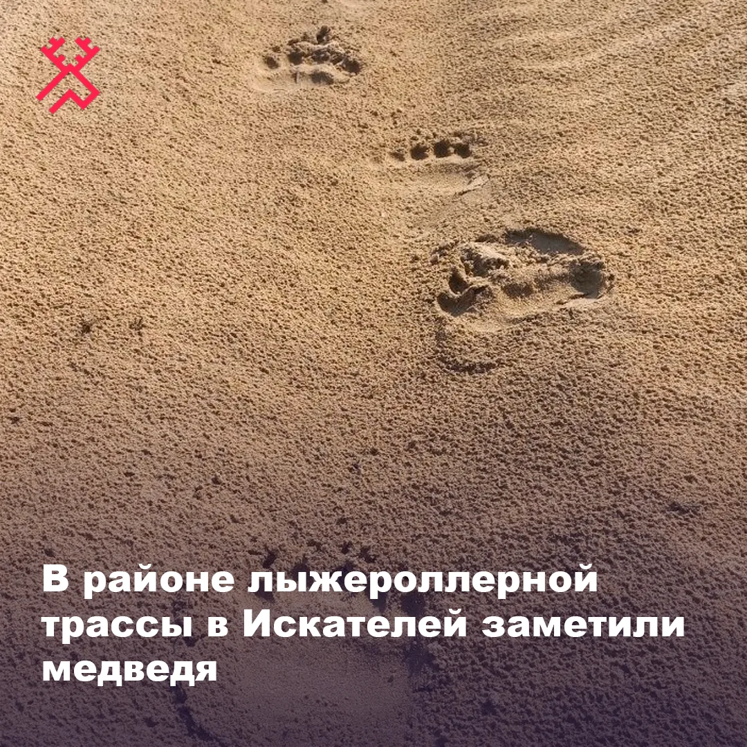 Жителей Искателей просят пока не гулять в районе лыжероллерной трассы 🐻