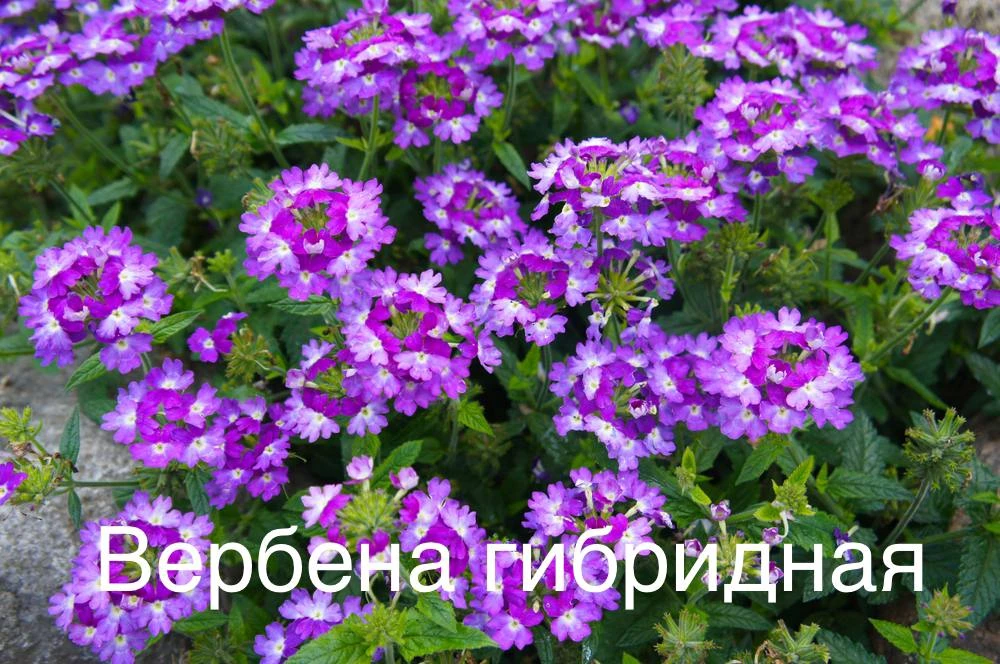 Изображение 9 к публикации «Сад-огород с Вероникой Поливкиной»