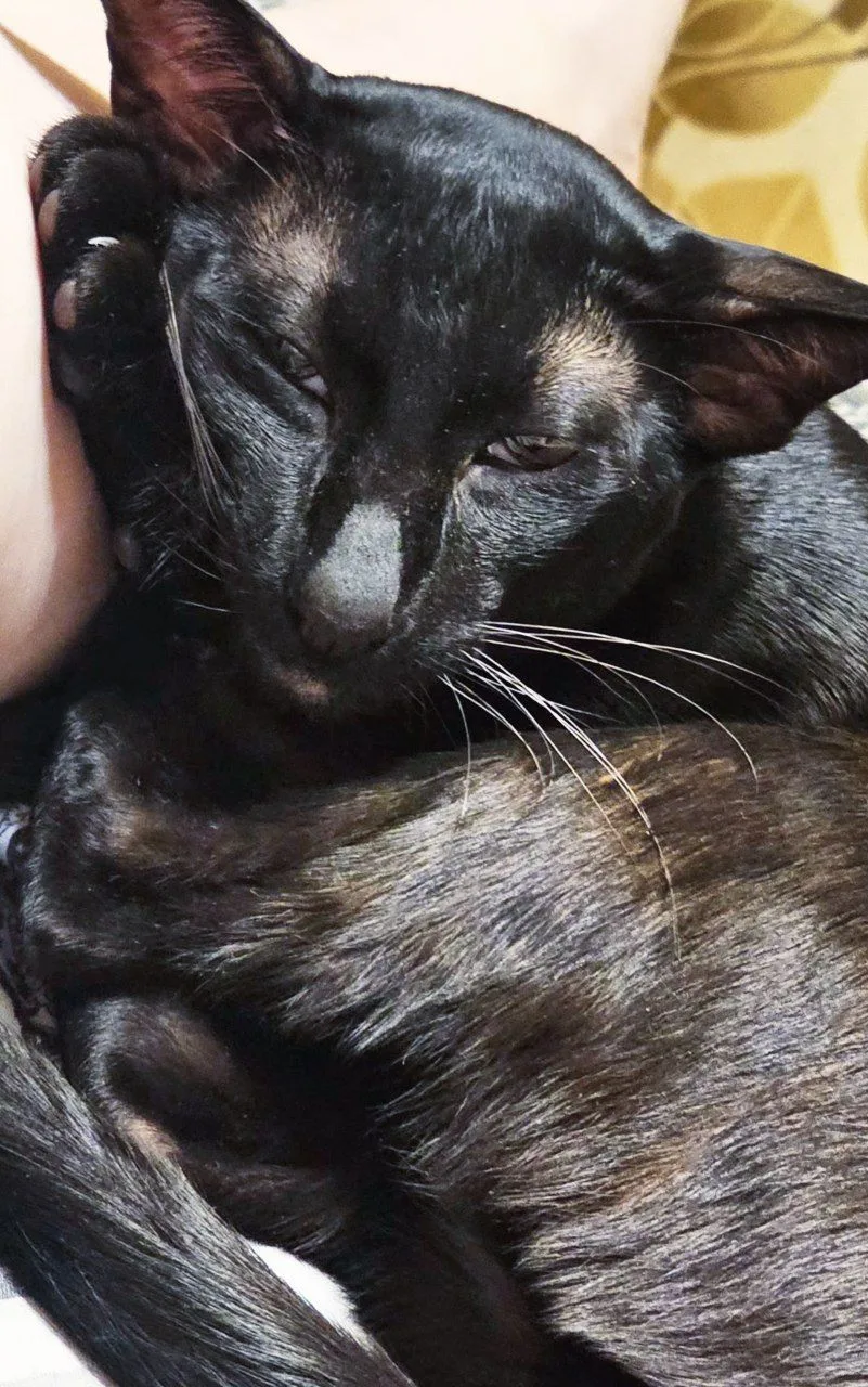 Не кот, а маленькое чудо ❤️