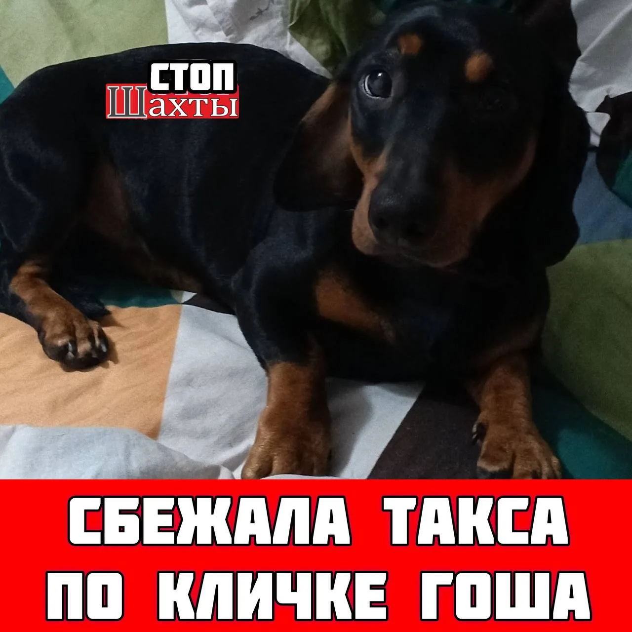 Здравствуйте, пожалуйста, опубликуйте объявление, помогите, может кто-нибудь видел, сбежала собака -