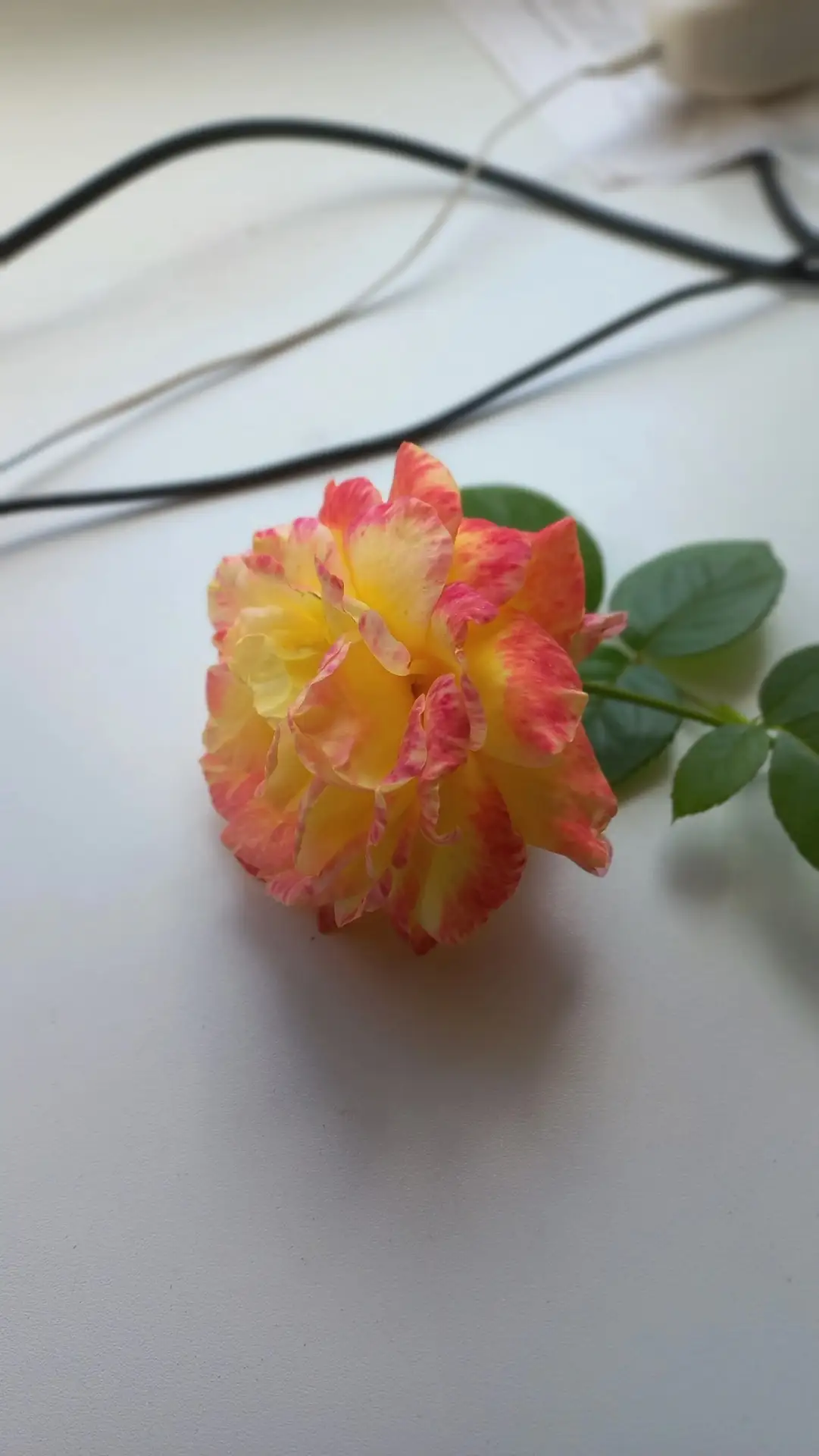 Нужна помощь в определении розочек, спасибо! Может кто узнает? 🌹🙏

🌹Канал Всё про розы
🥀Чат Всё 