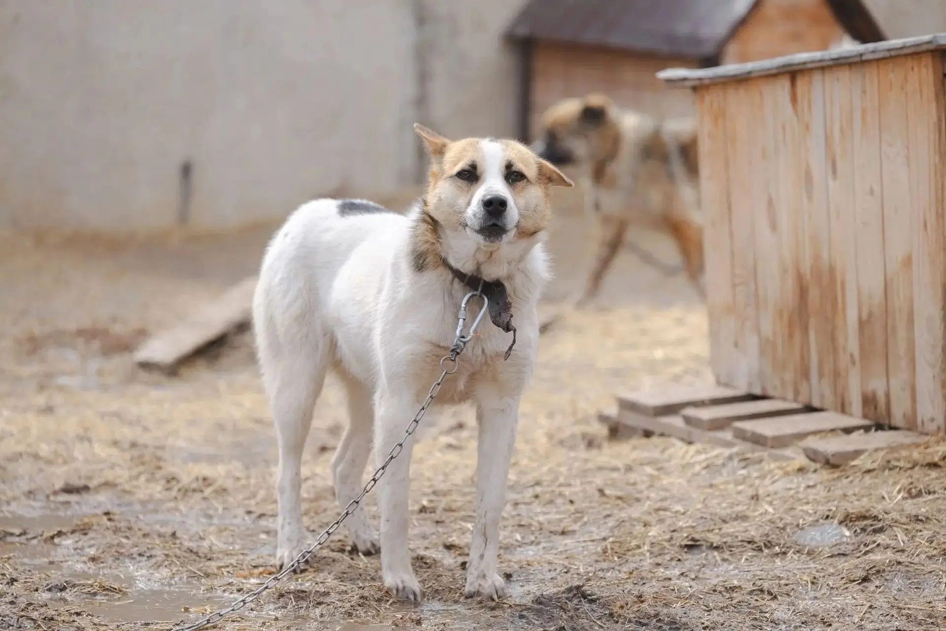 🐾 Назаровские энергетики помогли приюту «Четыре лапы»
 
Благодаря победе ведущего инженера Назаровс