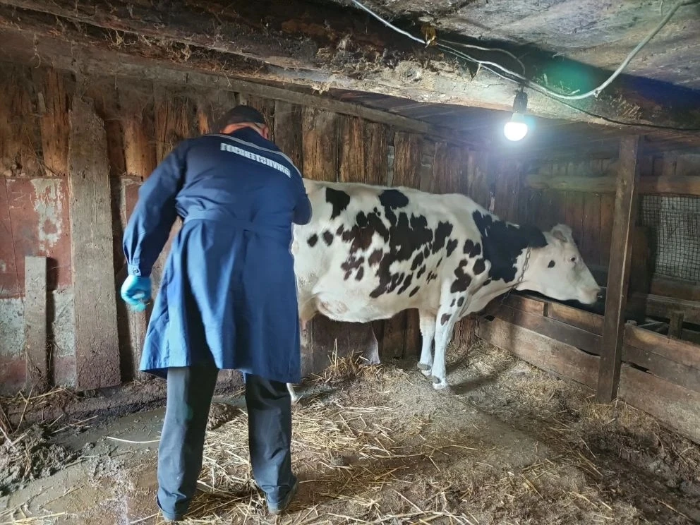 В мае 2026 года ветеринарные специалисты завершили массовую вакцинацию крупного рогатого скота проти