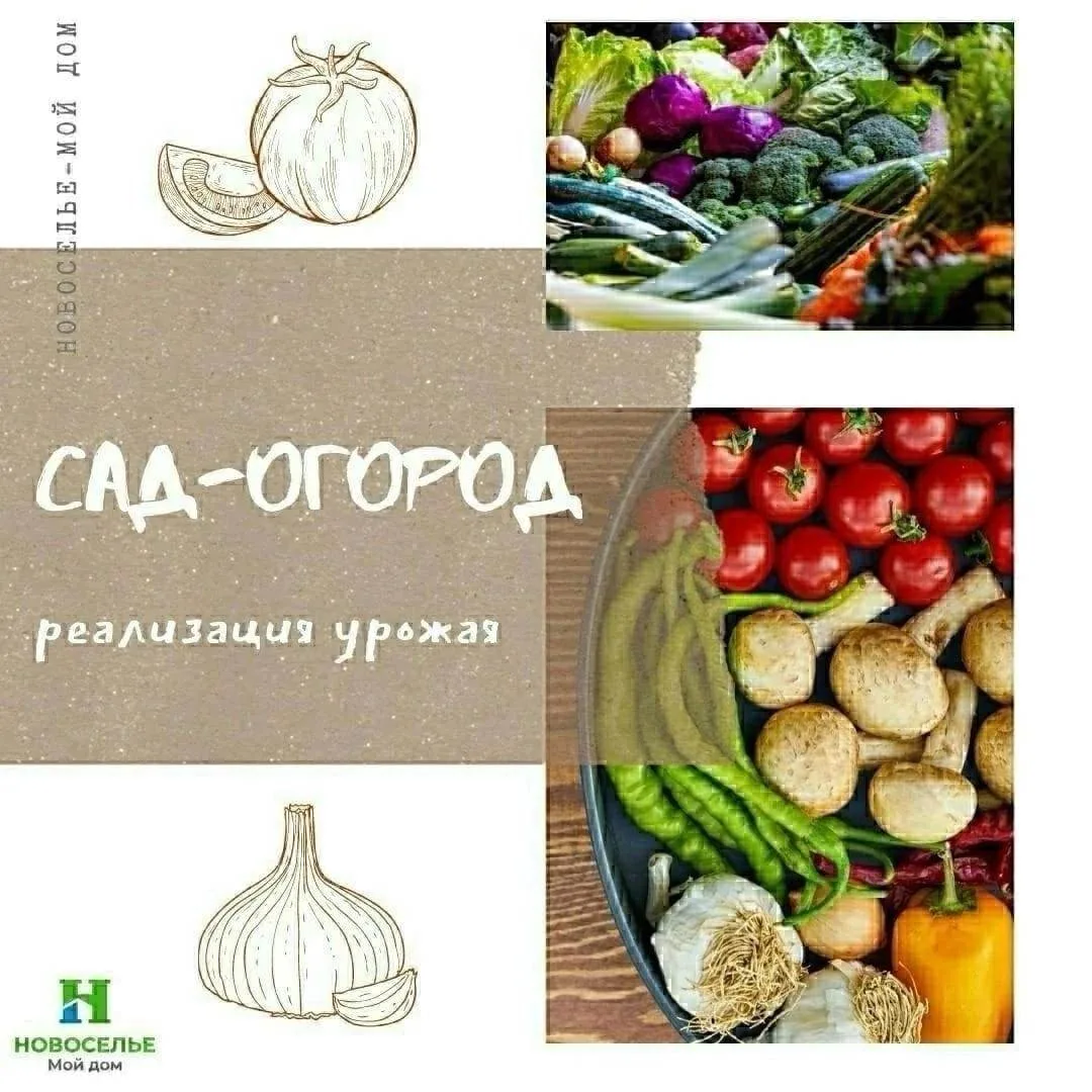 Пост о продаже овощей и фруктов с собственного огорода 🙌.
Акцентируем ваше внимание на том, что про