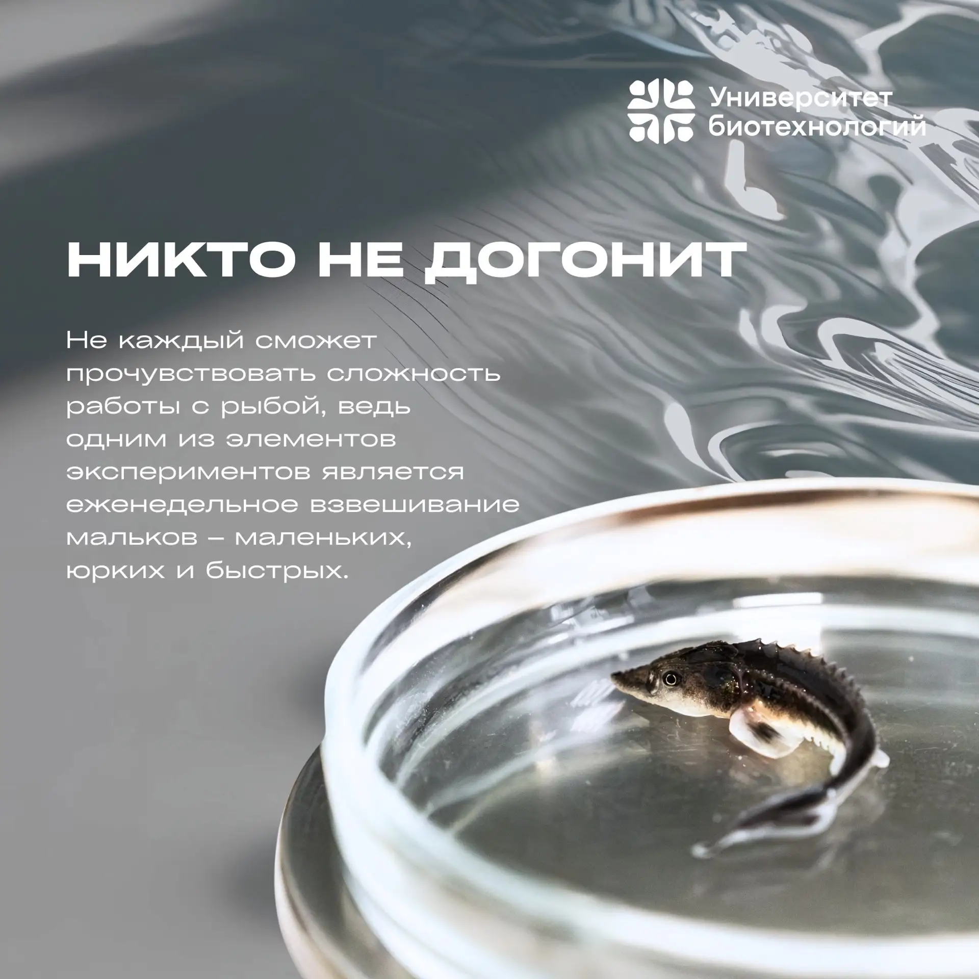 🐾 Лапки, хвосты и перья  В этом лонгриде мы рассказываем о грациозном мире рыб Центра аквакультуры У