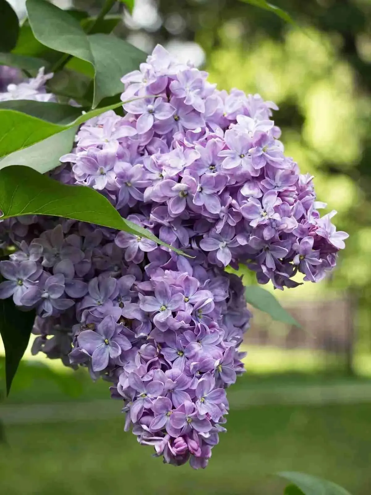 💜☺️Сирень Мирабо
Изысканная, ароматная, устойчивая к плохим погодным условиям!

Зацветает раньше ос