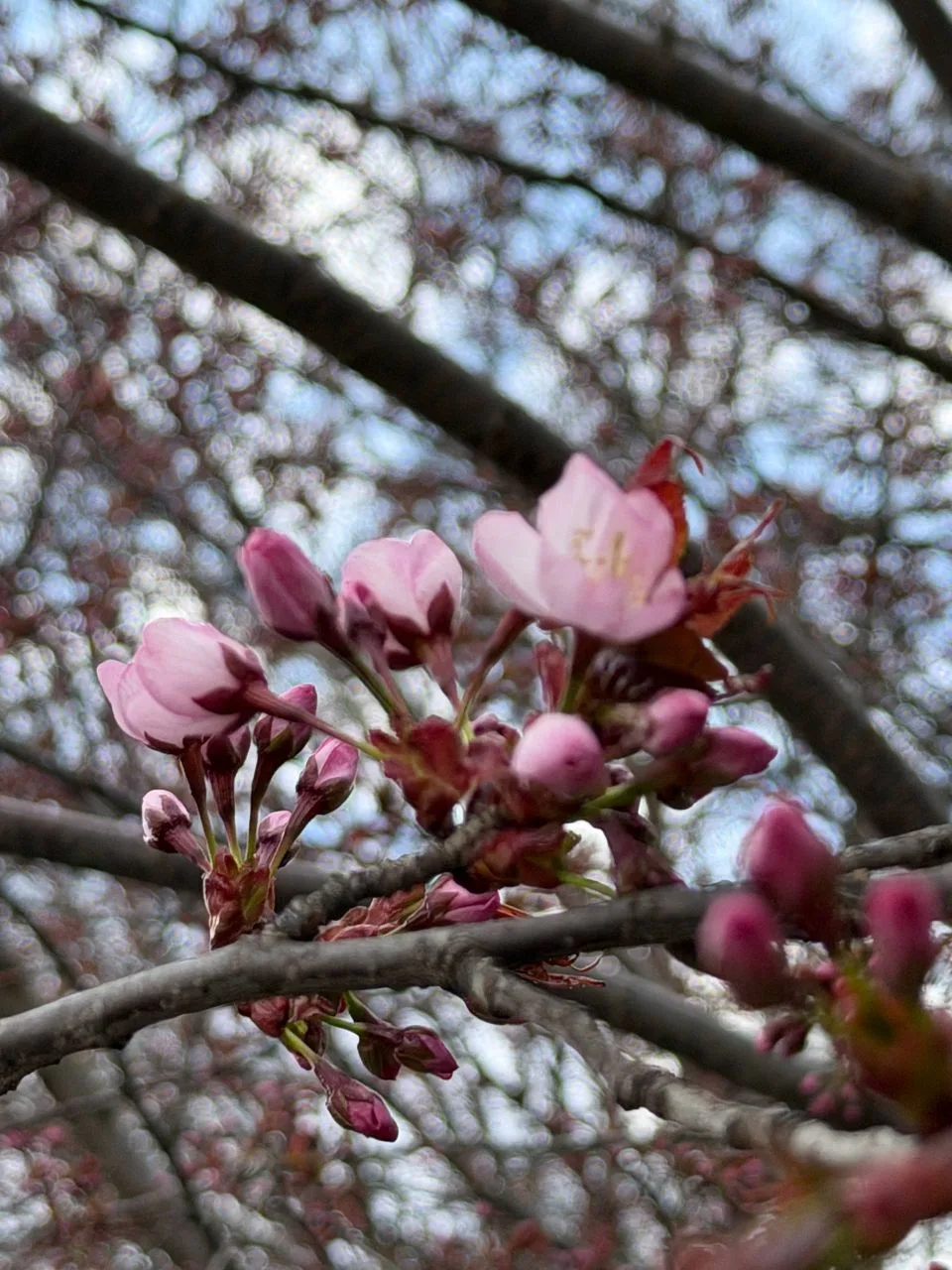 🌸 В Москве зацвела сакура   Целую неделю вишня думала, раскрывать ей бутоны или нет. Сотрудники «Апт
