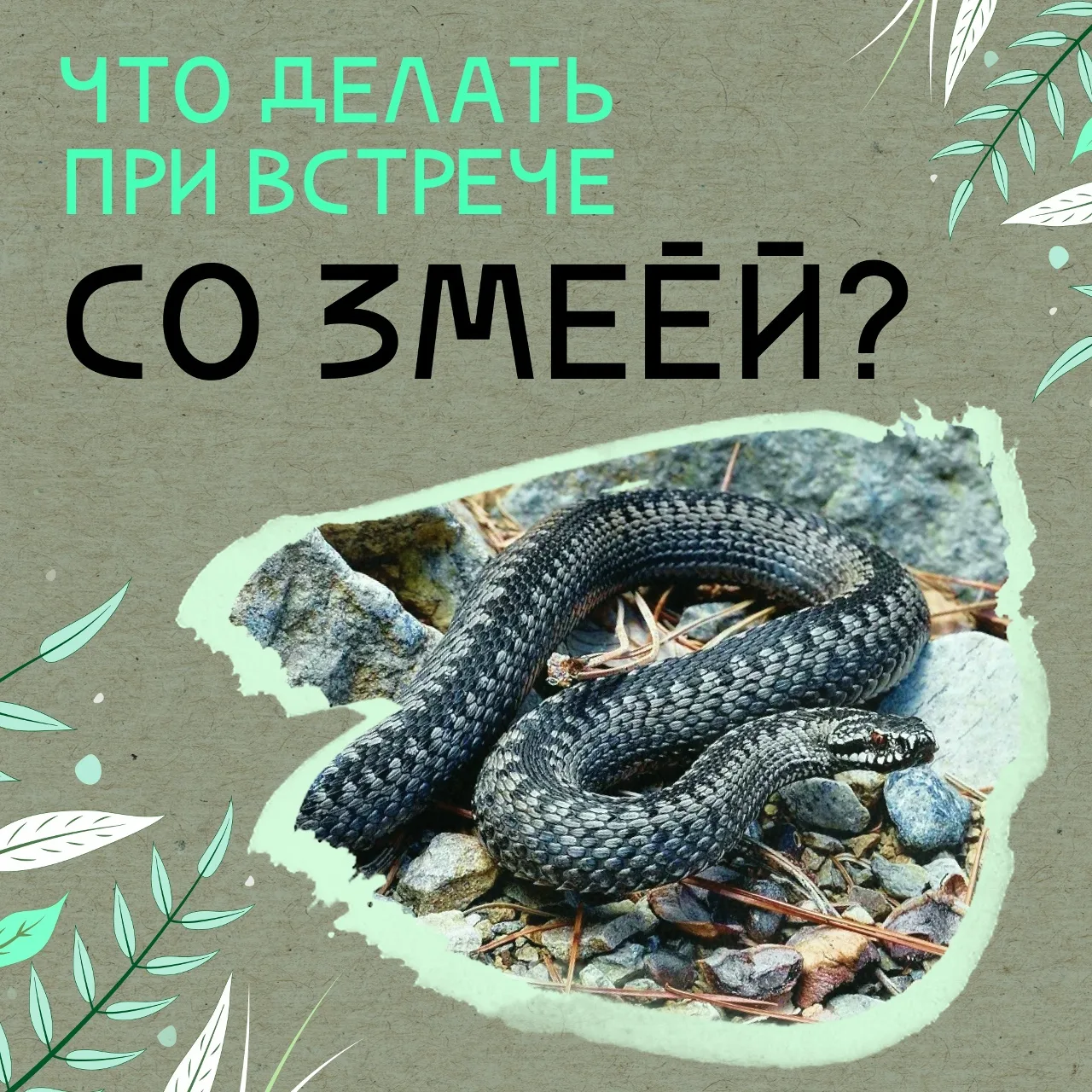 🐍 Как говорить с детьми о безопасности: почему змеи не нападают первыми?