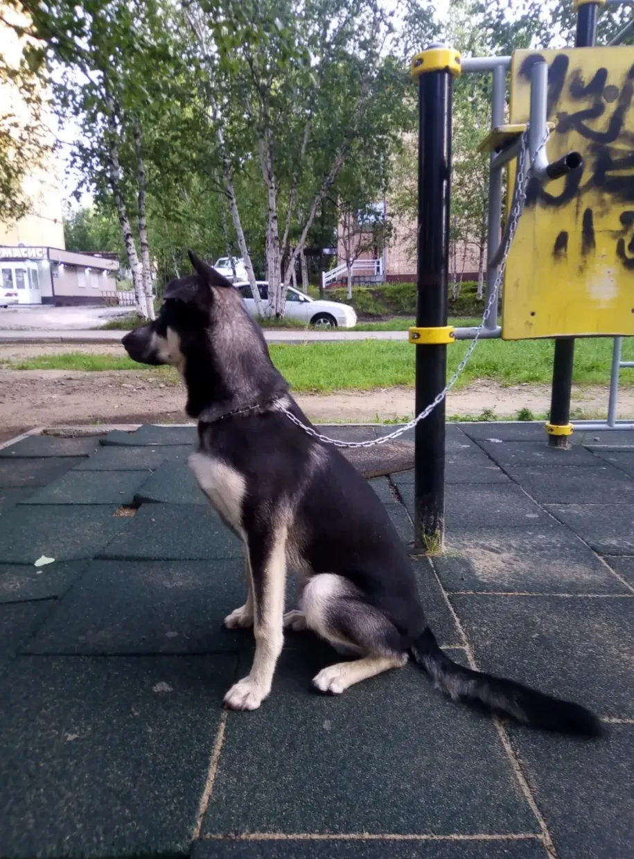 Ищем подружку для прогулок
